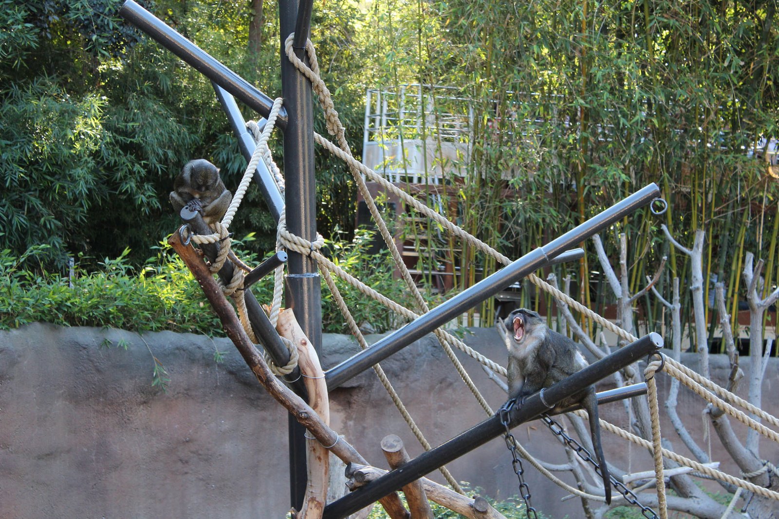 San Diego Zoo Part II 110